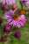 <p>I <a href=glos_bot.php?v=capolino>capolini</a> sono numerosi e sono composti da fiori <a href=glos_bot.php?v=ligulato>ligulati</a> periferici di color lilla e fiori <a href=glos_bot.php?v=tuboloso>tubolosi</a> centrali di color giallo-arancio.<br />La farfalla è <em>Lycaena phlaeas</em> (Linnaeus, 1761).</p>